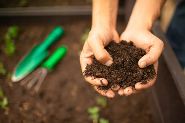 Potting Mix